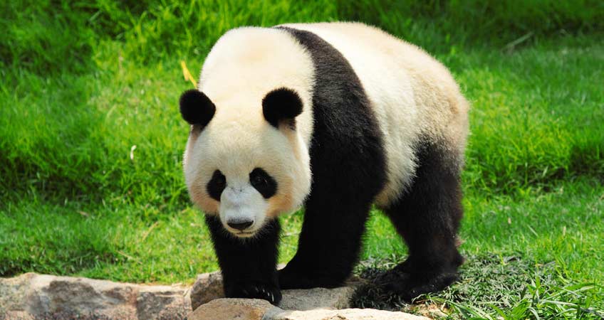 google panda
